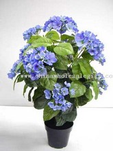 Hydrangea Tree W/Pot images