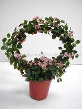 Mini Rose Plant images