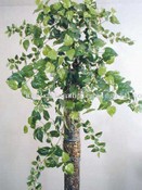 Obří Pothos Philo Bush images