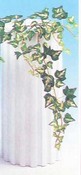 Mini Japanese Ivy Vine images