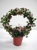 Mini Rose Plant images