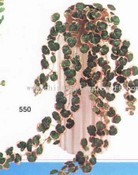 Mini Strawberry Begonia Vine images
