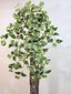 Giant Holland Ivy Bush small picture