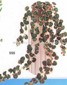 Міні Бегонія полуничним винограду small picture
