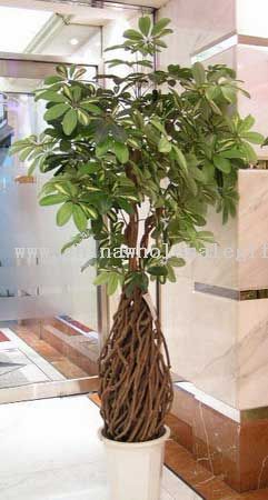 بچه Schefflera درخت