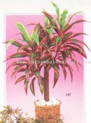 Dracaena Hanjuang images