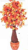 Maple Tree images