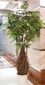 Baby Schefflera träd small picture