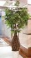 Baby Tree Schefflera small picture