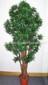 Podocarpus small picture
