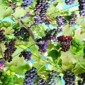 Table Cloth small picture