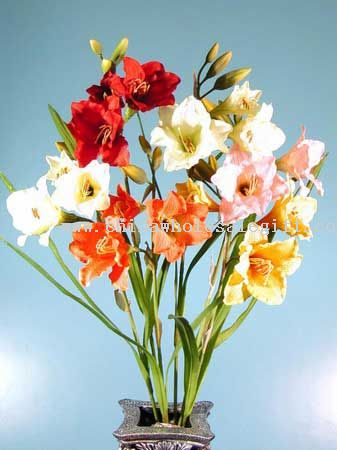 Amaryllis