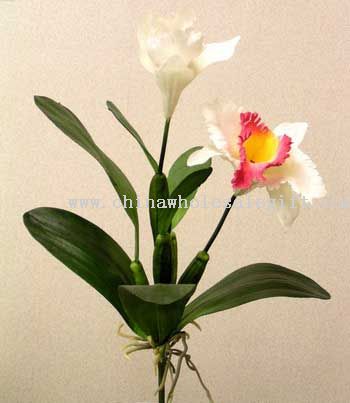 Catalya Orchid