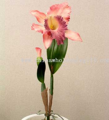 Catalya Orchid