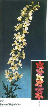 Diamond Delphinium