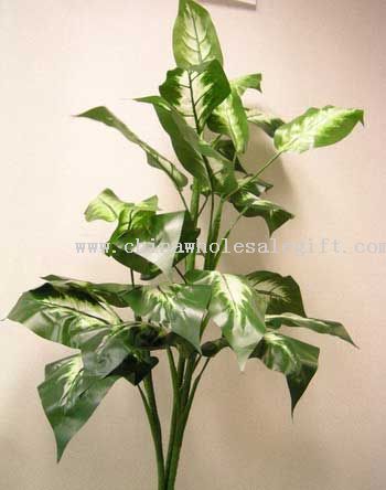 Dieffenbachia
