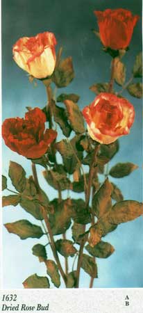 Dried Rose Bud