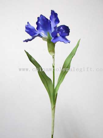 Holland Iris