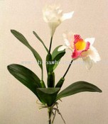 Catalya Orchid images
