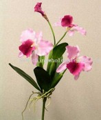 Catalya Orchid images
