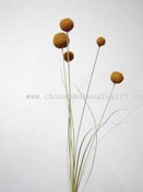 Cirsium images