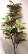 Croton images