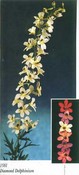 Diamond Delphinium images