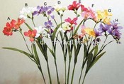 Elegance Freesia images