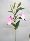 Rubrum Lily images