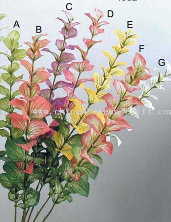 Salvia Horminum
