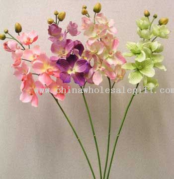 Single Orchid