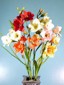 Amaryllis small picture