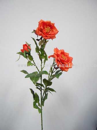 Wild Rose