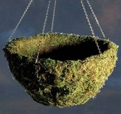 Moss Basket images