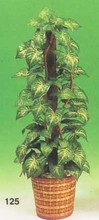 Nephthytis Planta images