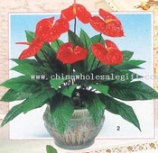 Anthurium x images
