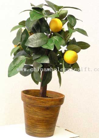Mandarin Tree