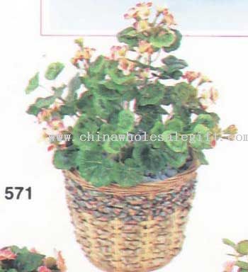 Mini Geranium Bush