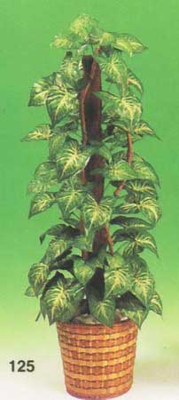 Nephthytis Plant