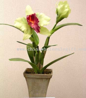 Orchid Planter