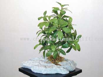 Pittosporum W/PU Stone