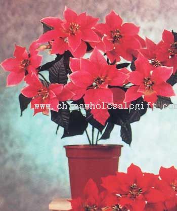Poinsettia Bush