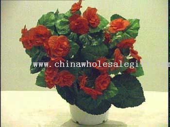 Tuberous Begonia Bush