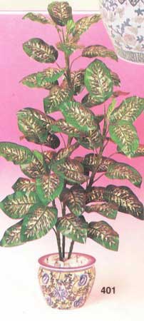 Dieffenbachia