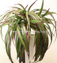 Yucca images