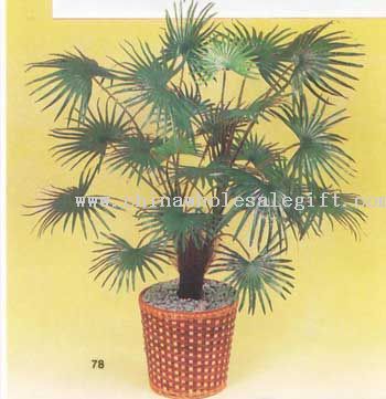 Fan Palm