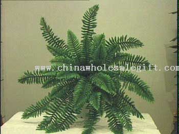 Giant Boston Fern
