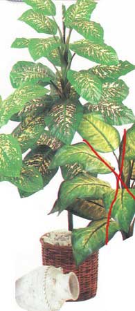 Giant Dieffenbachia