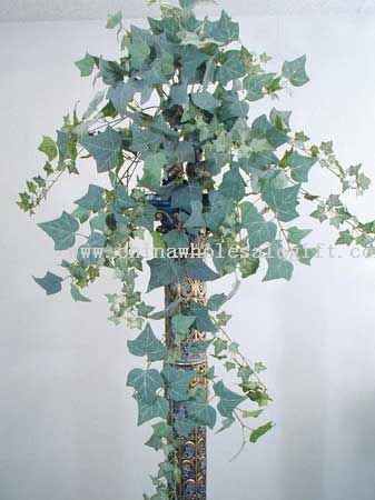 Giant Frosted English Ivy Bush