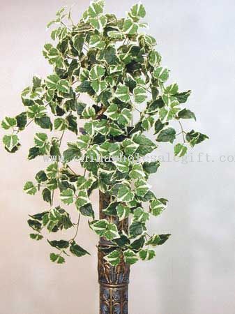 Giant Holland Ivy Bush